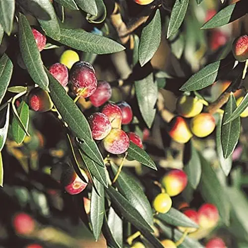 aceite de oliva virgen extra