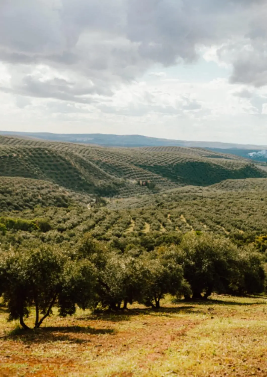 aceite de oliva virgen extra