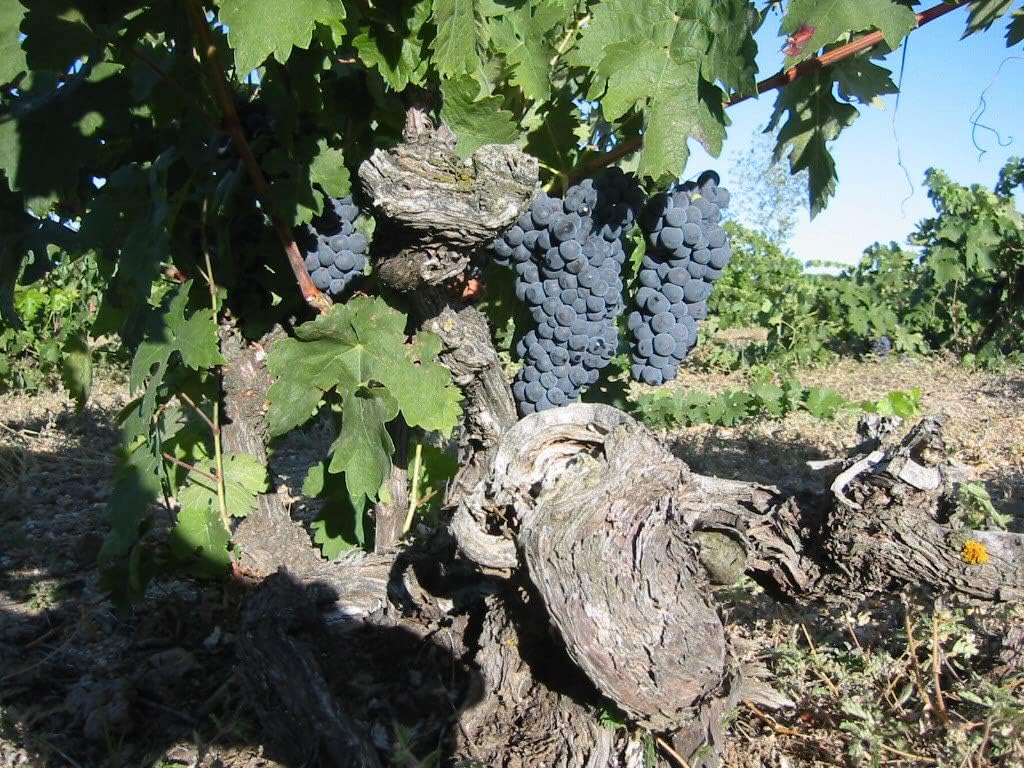 Vinos Ribera del Duero