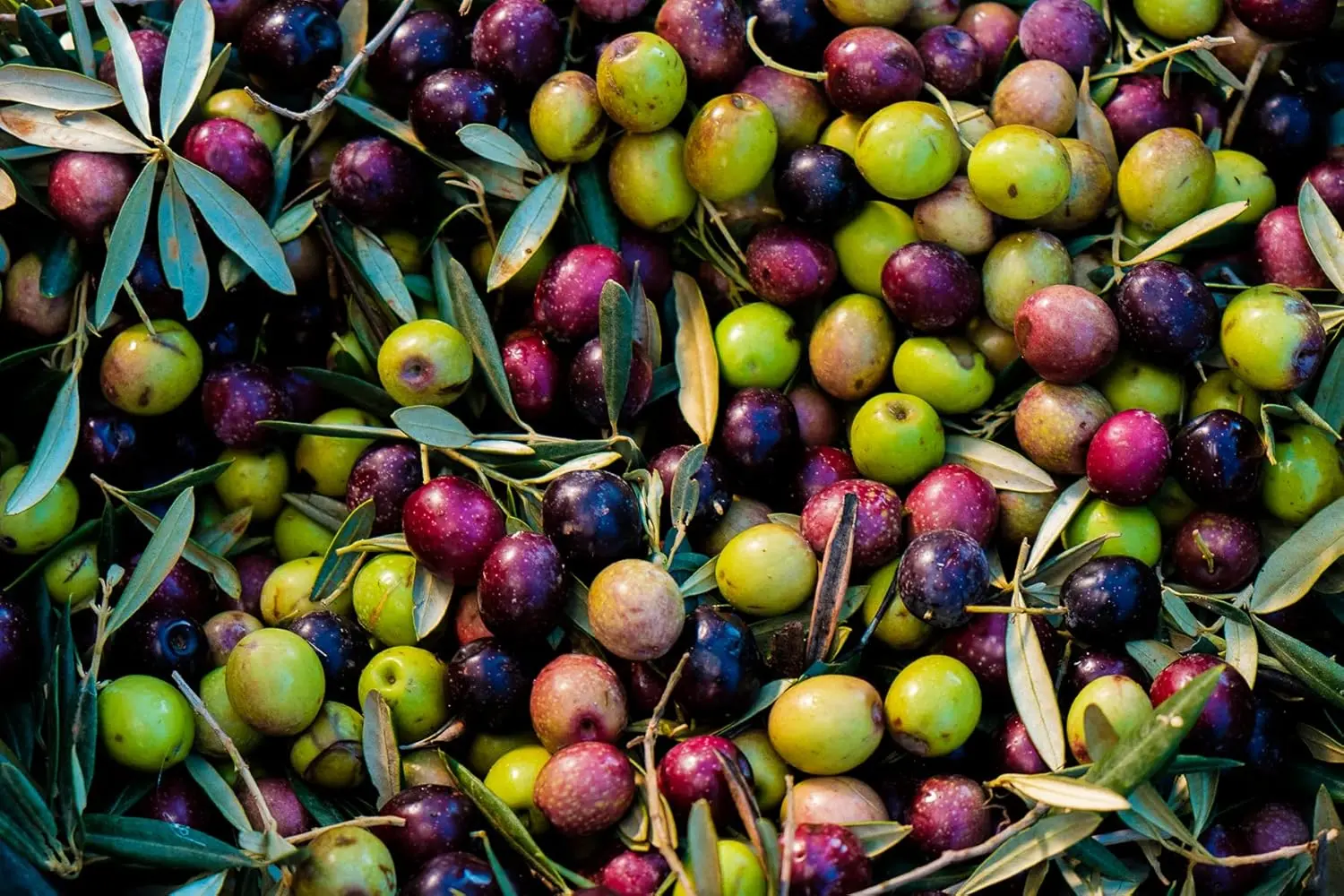 aceite de oliva virgen extra