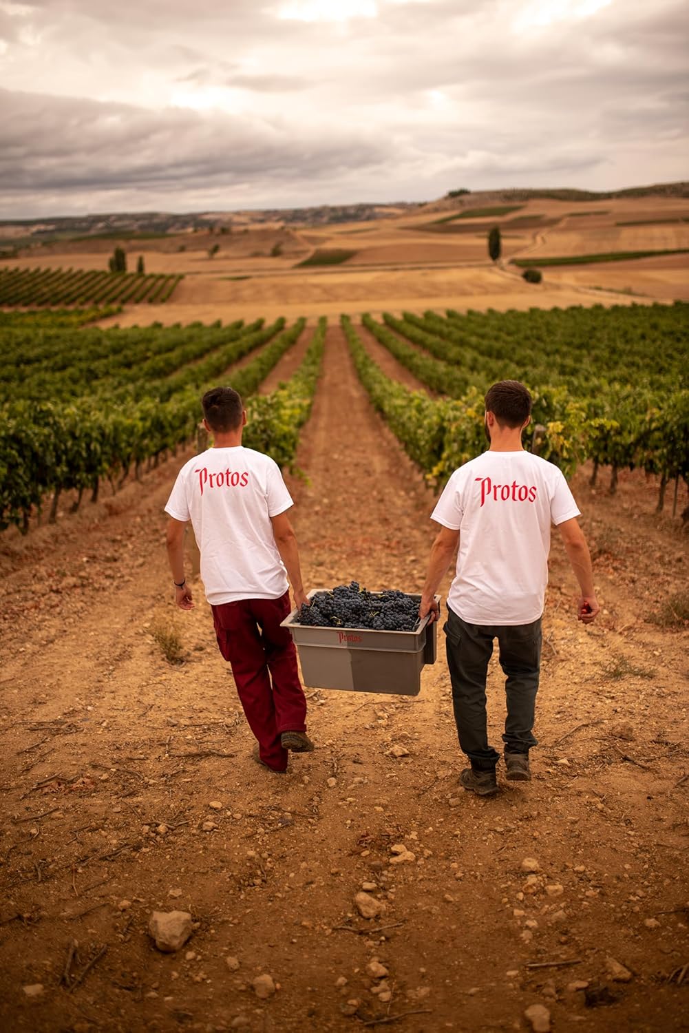 Vinos Ribera del Duero