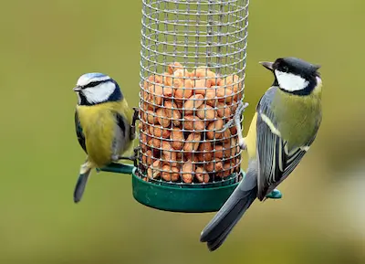Los Mejores Alimentos para Mascotas