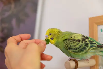 Los Mejores Alimentos para Mascotas