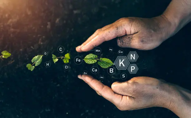 Mejores Fertilizantes para Plantas