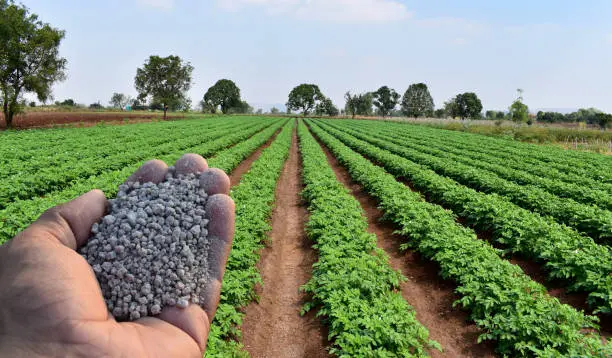 Mejores Fertilizantes para Plantas