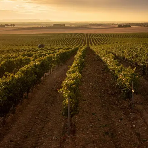 Protos vino tinto Ribera de Duero