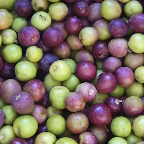 Aceite de Oliva Virgen