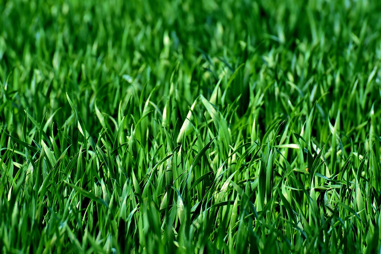 Mejores Fertilizantes para Planta