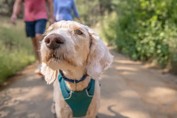 Arneses para Perros