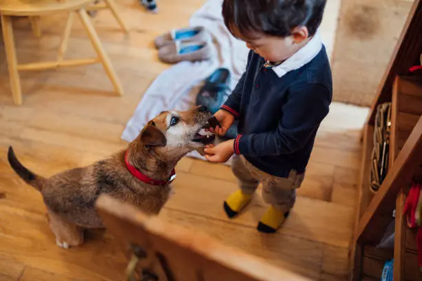 Los Mejores Alimentos para Mascotas