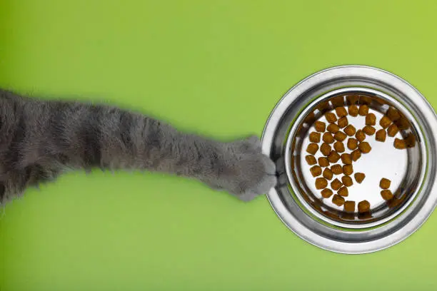 Los Mejores Alimentos para Mascotas
