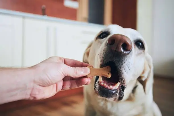 Los Mejores Alimentos para Mascotas