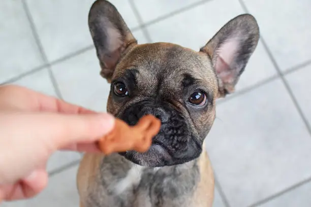 Los Mejores Alimentos para Mascotas