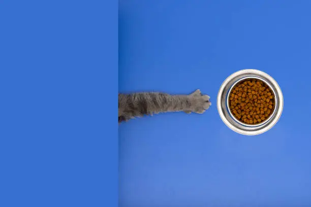 Los Mejores Alimentos para Mascotas