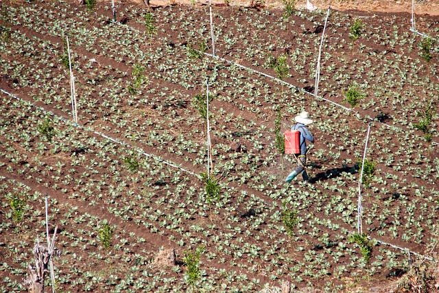 Mejores Fertilizantes para Plantas