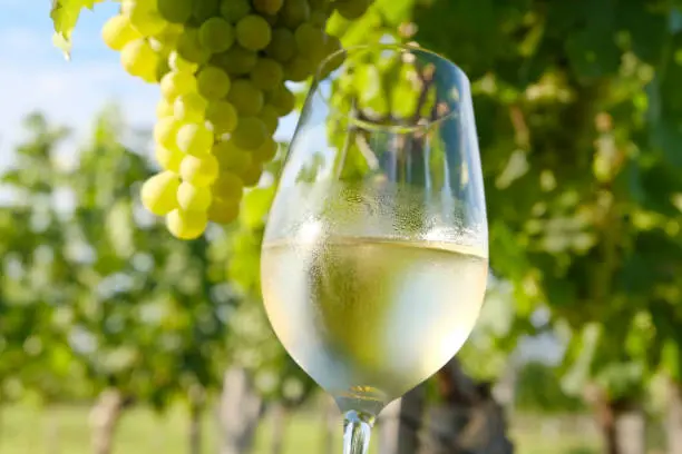 mejores vinos blancos