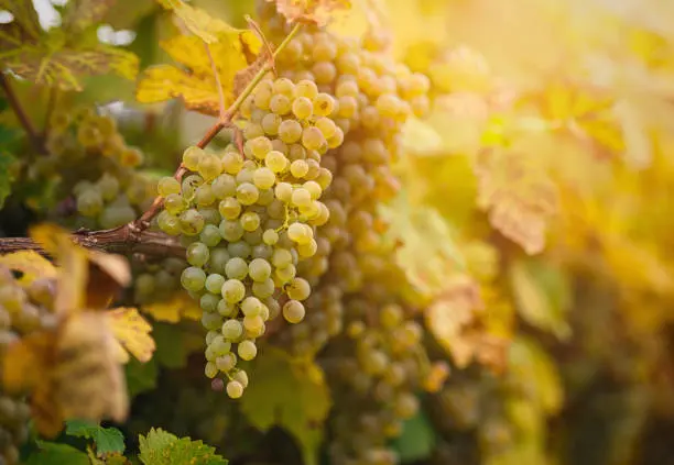 mejores vinos blancos