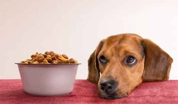 Comida de Perro Picart Nutribest