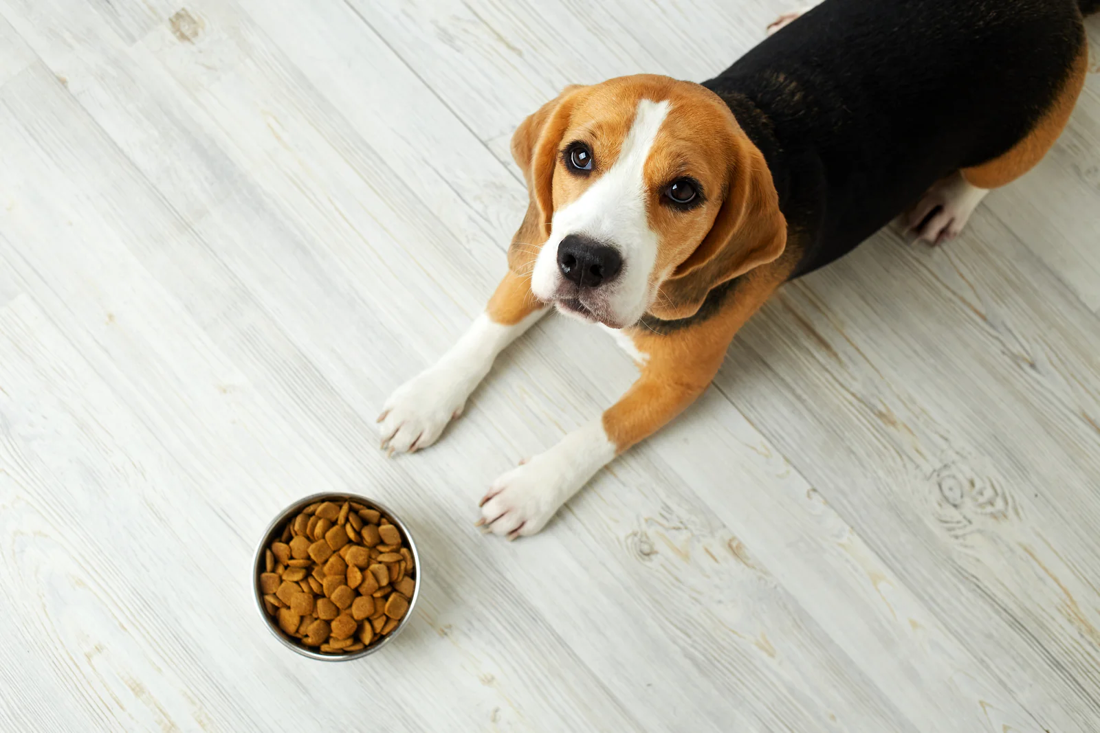 Comida de Perro Picart Nutribest